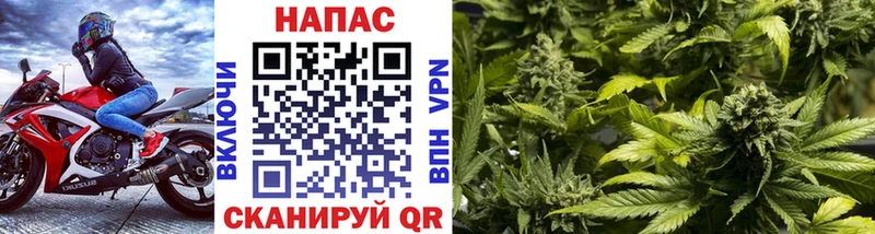 Конопля сатива  Юрга 